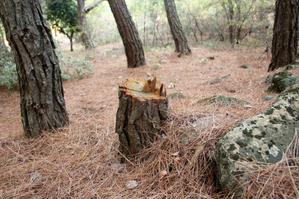 How Our Tree Care Process Works  in  Staunton, VA